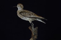 藏品(尖尾鷸)的圖片